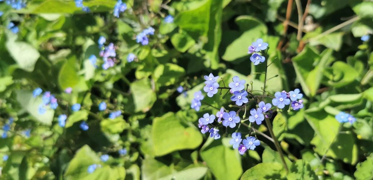 Blomsten forglem mig ej til demensforedrag i Nyborg