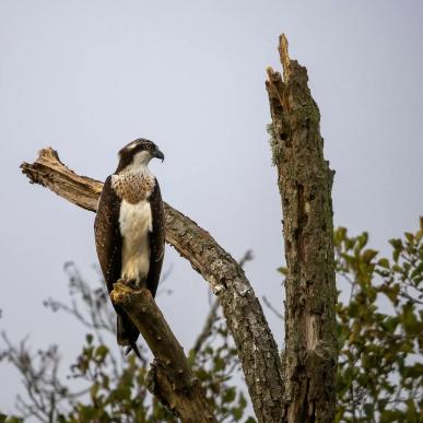 Fuglebussen - guidet fugletur